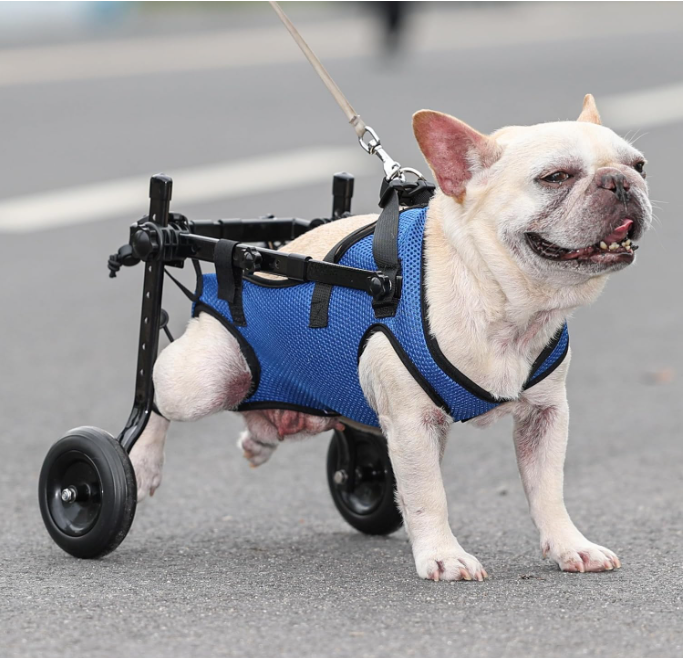 cadeira de rodas para cachorro, descubra como escolher o tamanho ideal